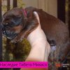 Щенки от пары Ерик х Конфета